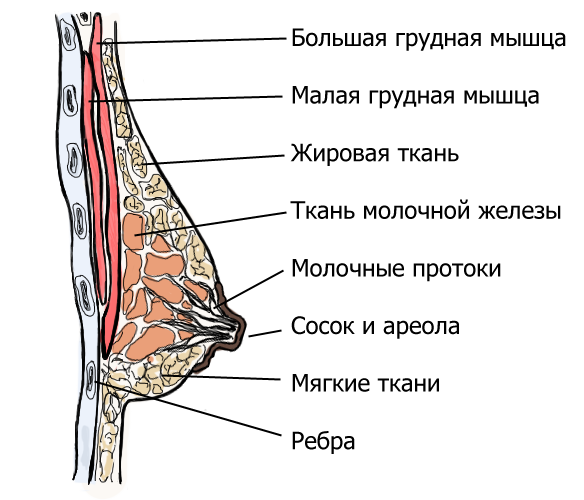 Схема женской груди